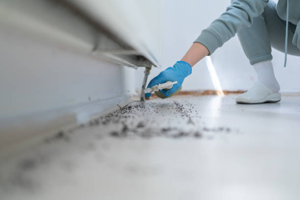Wasp Removal Services in Inverness, CO